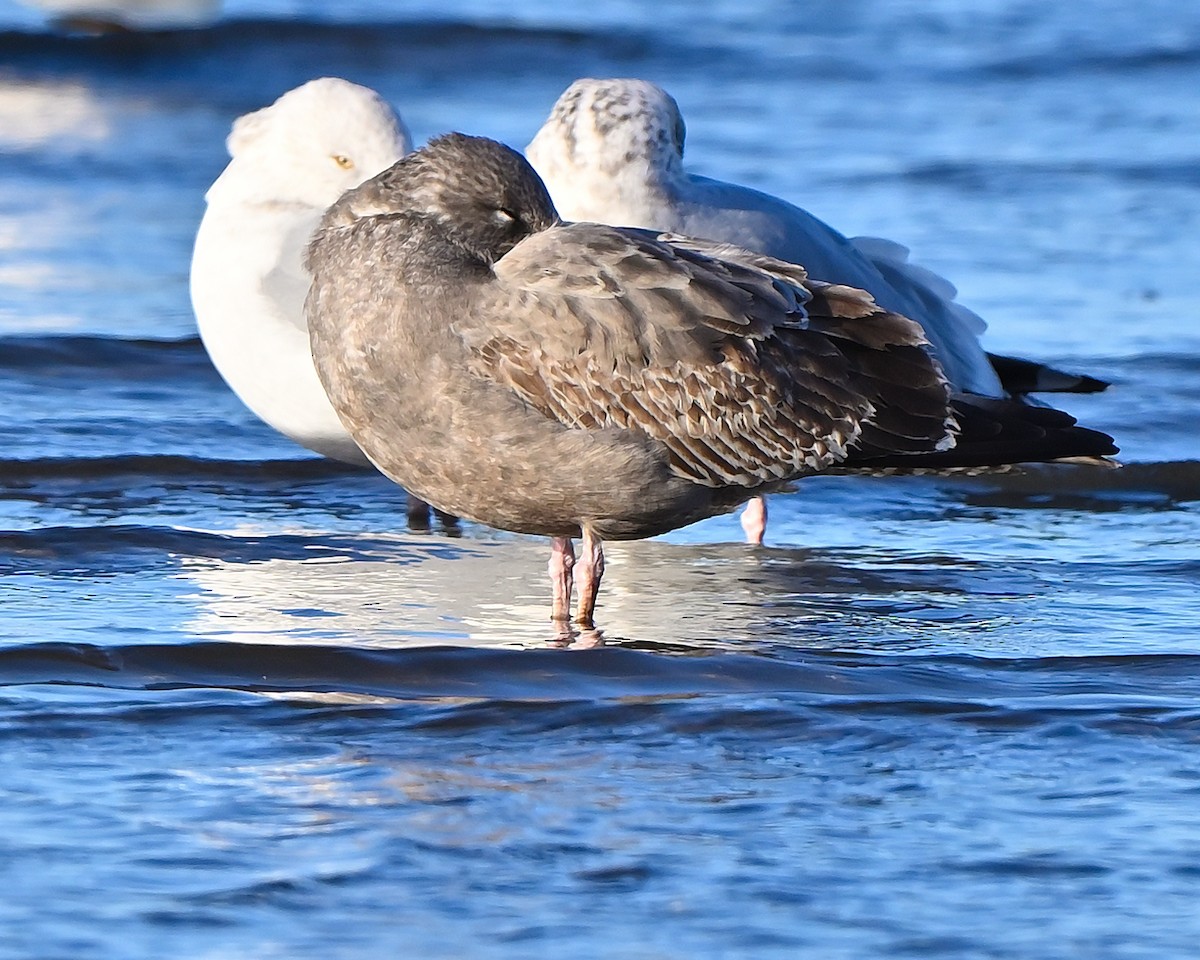 gull sp. - ML646069201