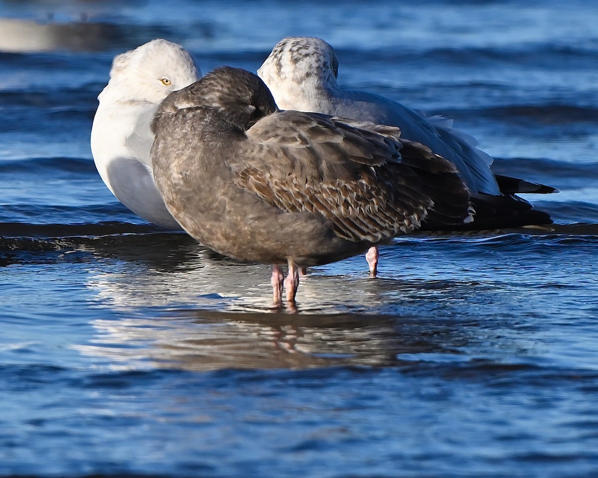 gull sp. - ML646069202