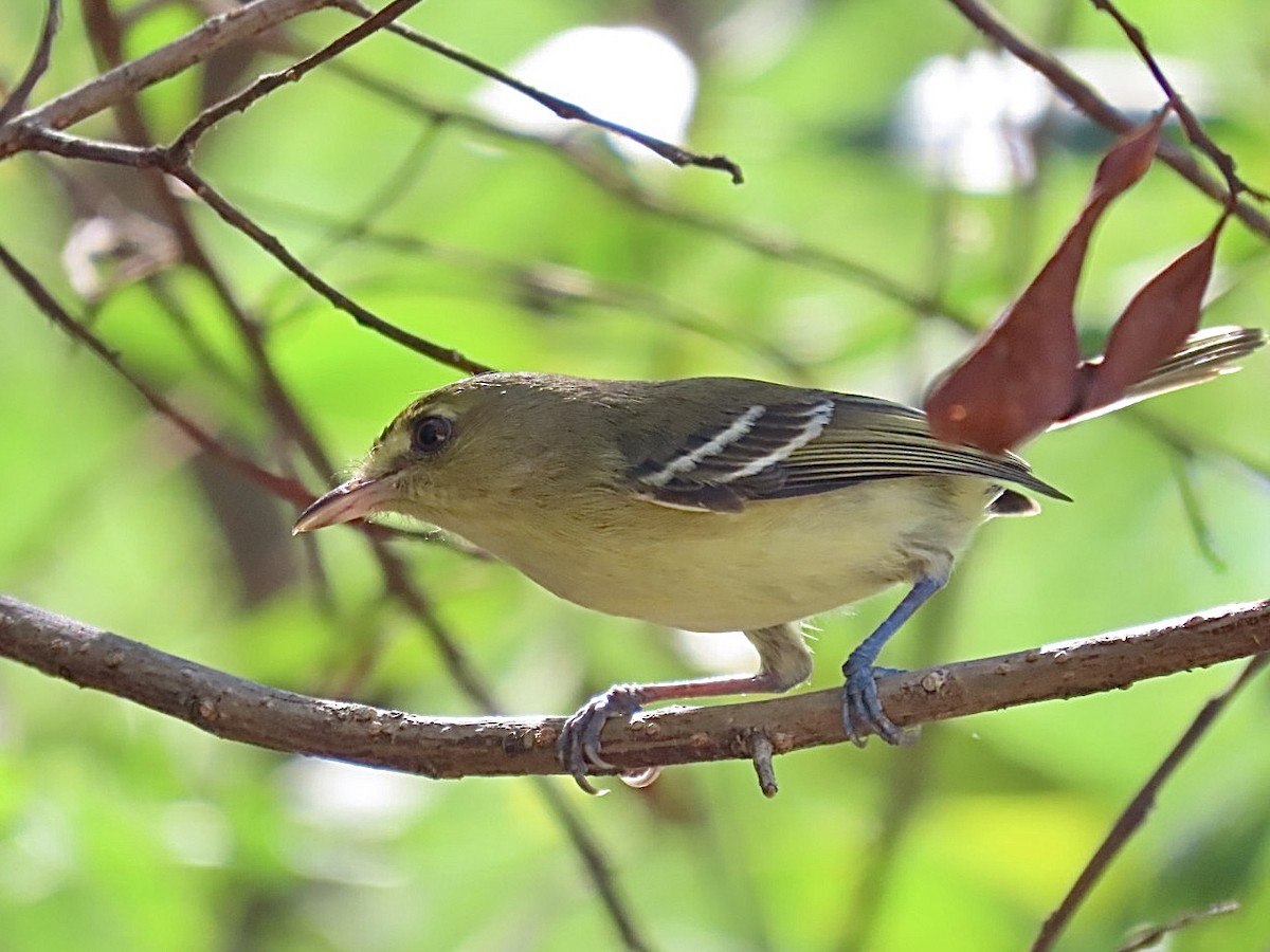 Mangrove Vireo - ML646069203