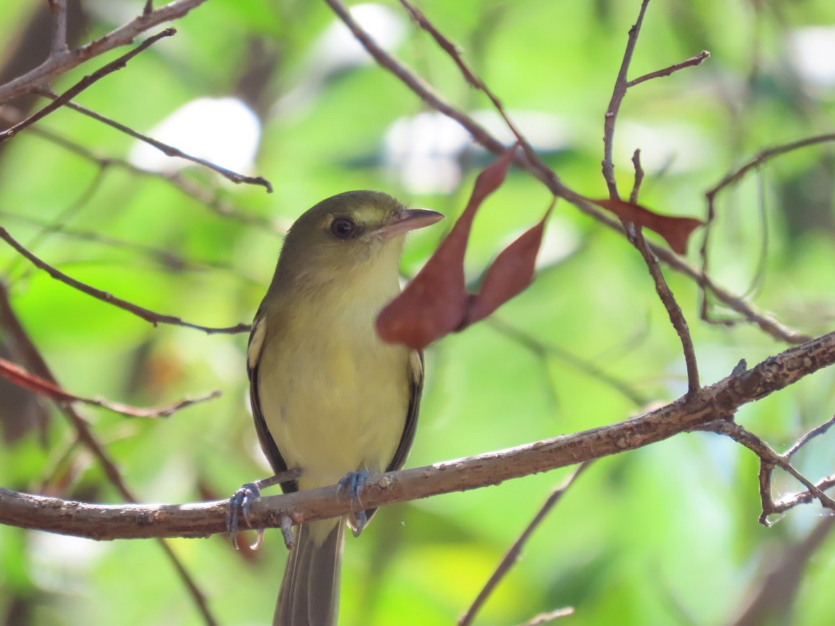 Mangrove Vireo - ML646069204