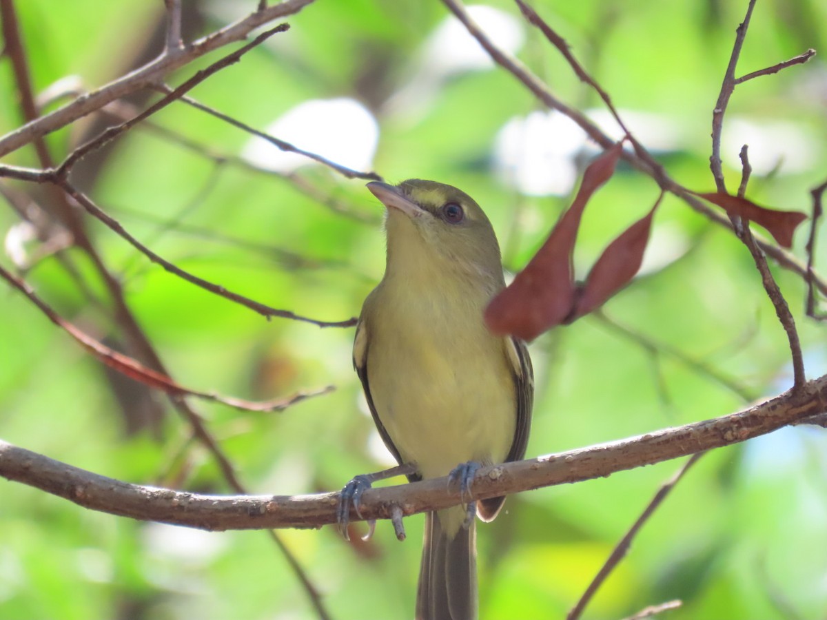 Mangrove Vireo - ML646069205