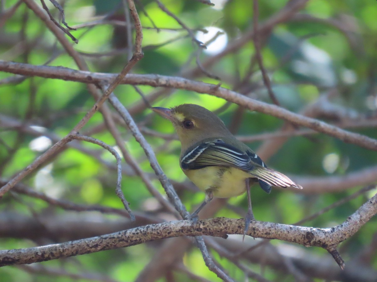 Mangrove Vireo - ML646069206