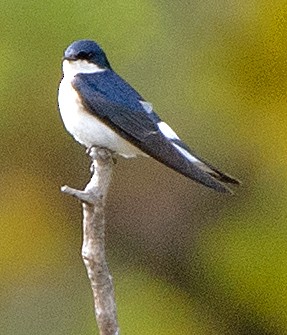 Chilean Swallow - ML646069214