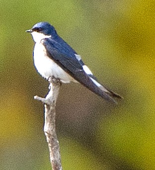 Chilean Swallow - ML646069215