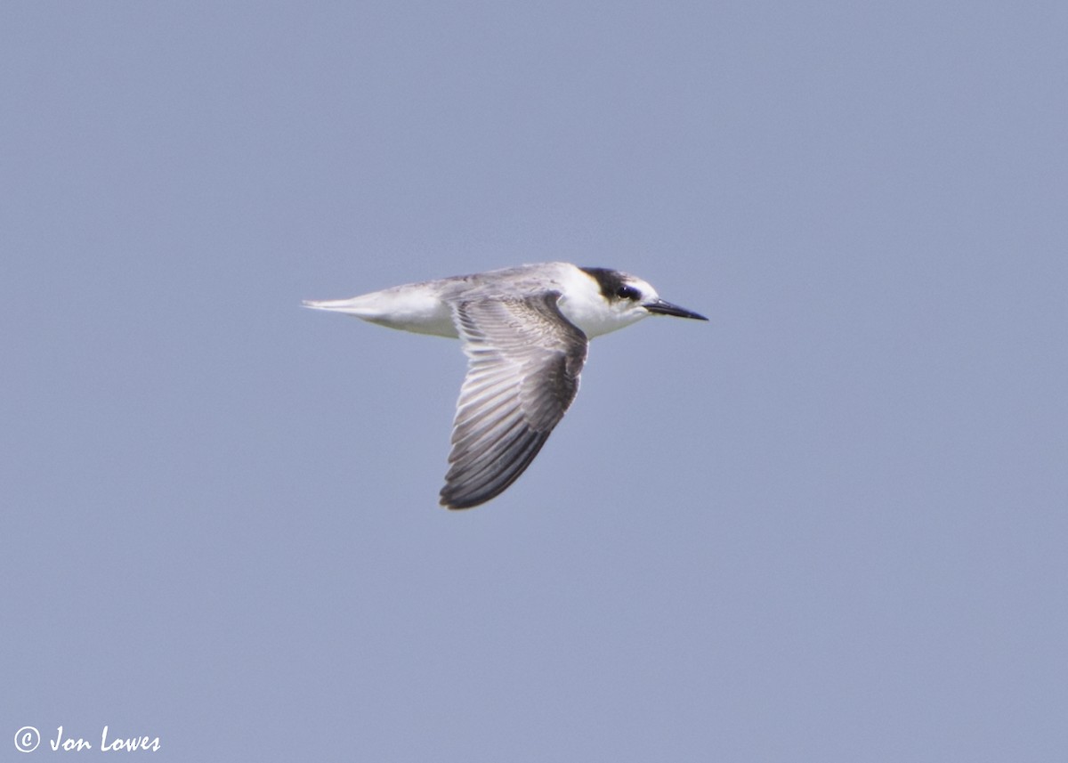 Hint Küçük Sumrusu - ML646069219