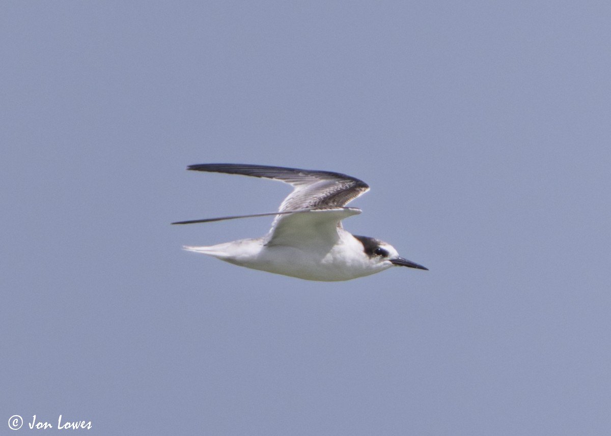 Hint Küçük Sumrusu - ML646069221