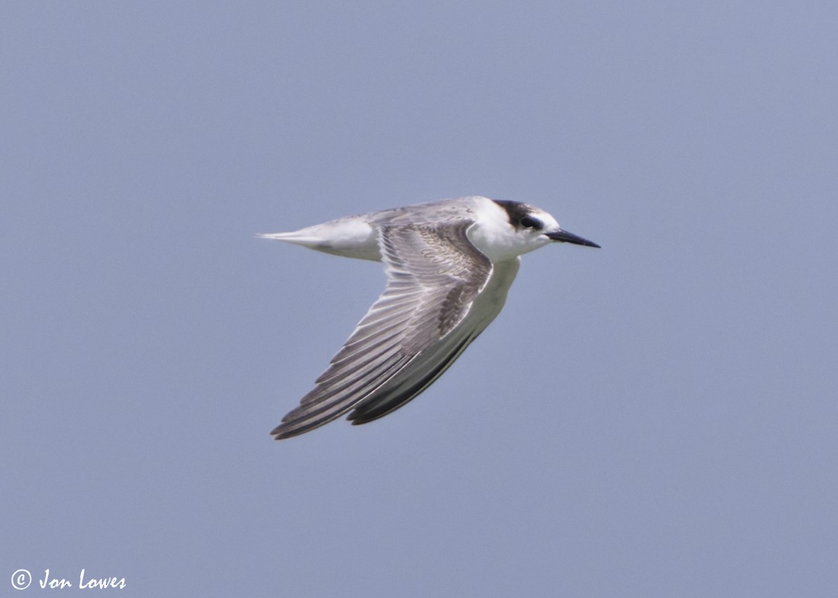 Hint Küçük Sumrusu - ML646069222