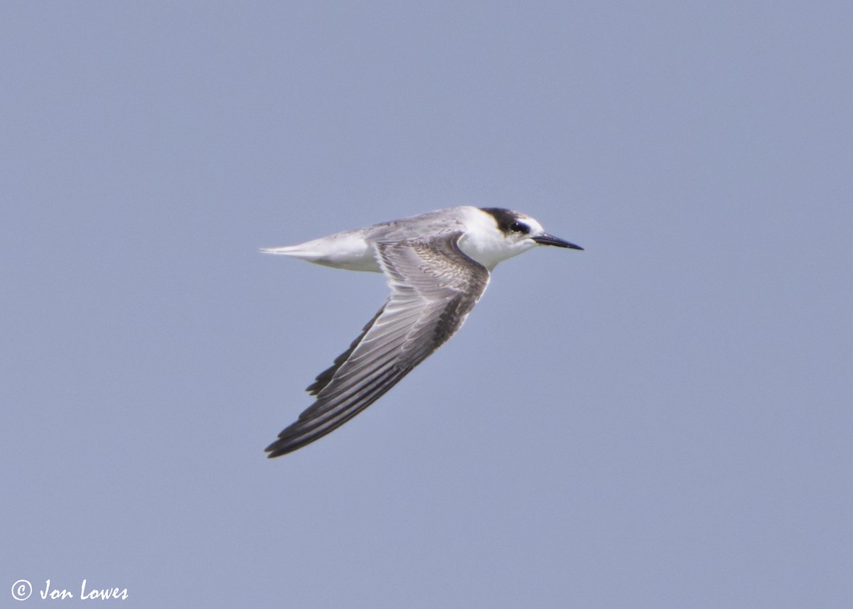 Hint Küçük Sumrusu - ML646069223