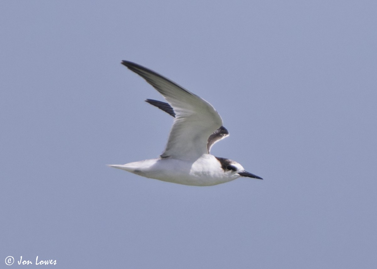 Hint Küçük Sumrusu - ML646069224