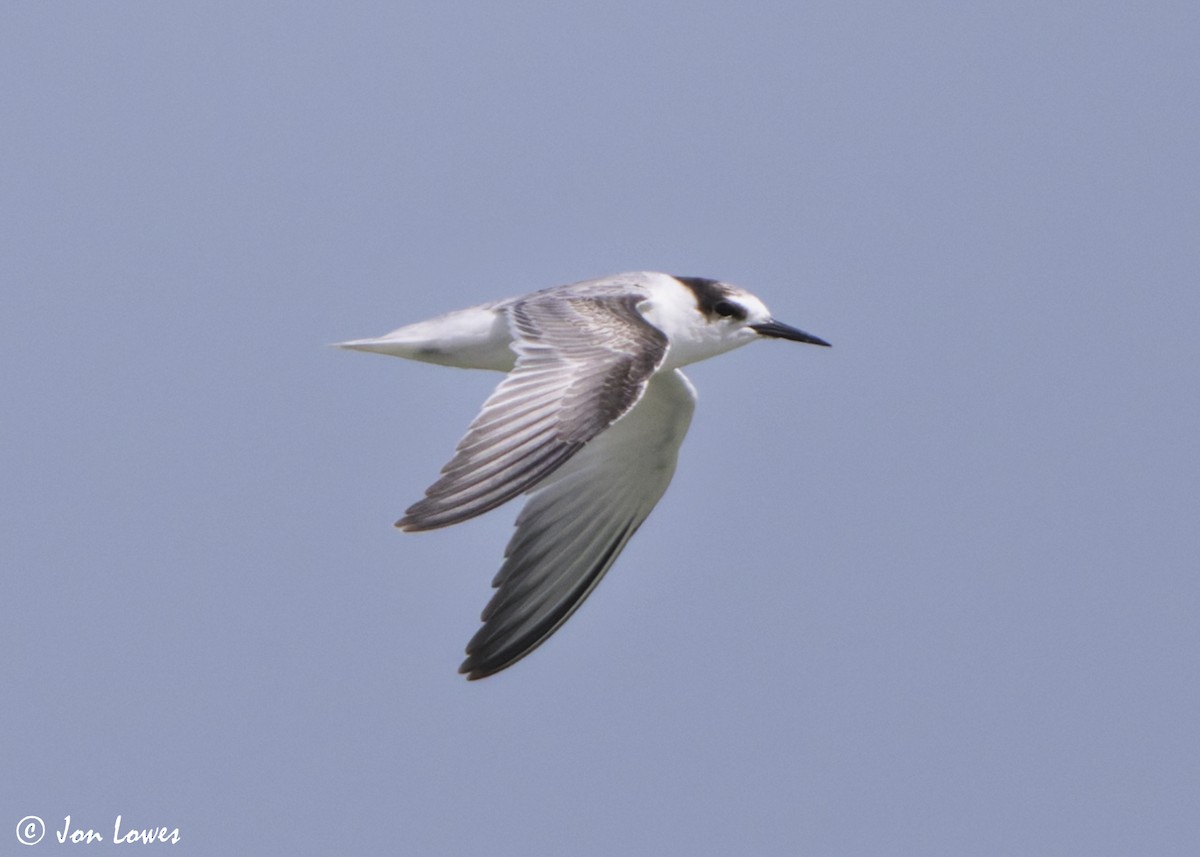 Hint Küçük Sumrusu - ML646069225