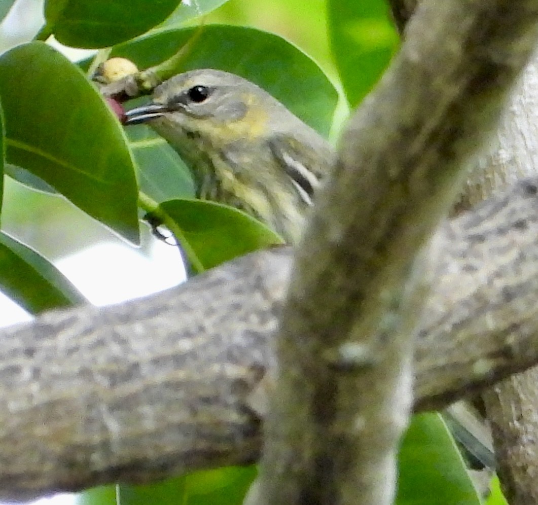 ホオアカアメリカムシクイ - ML646069247