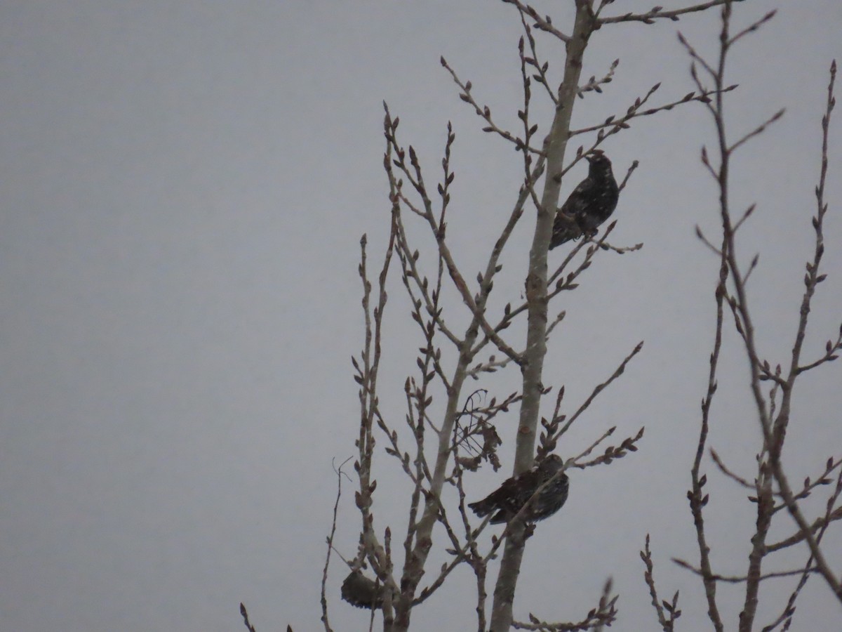 European Starling - ML646069253