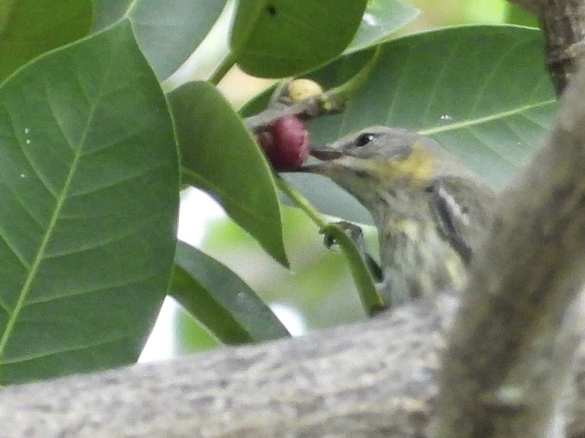 ホオアカアメリカムシクイ - ML646069263