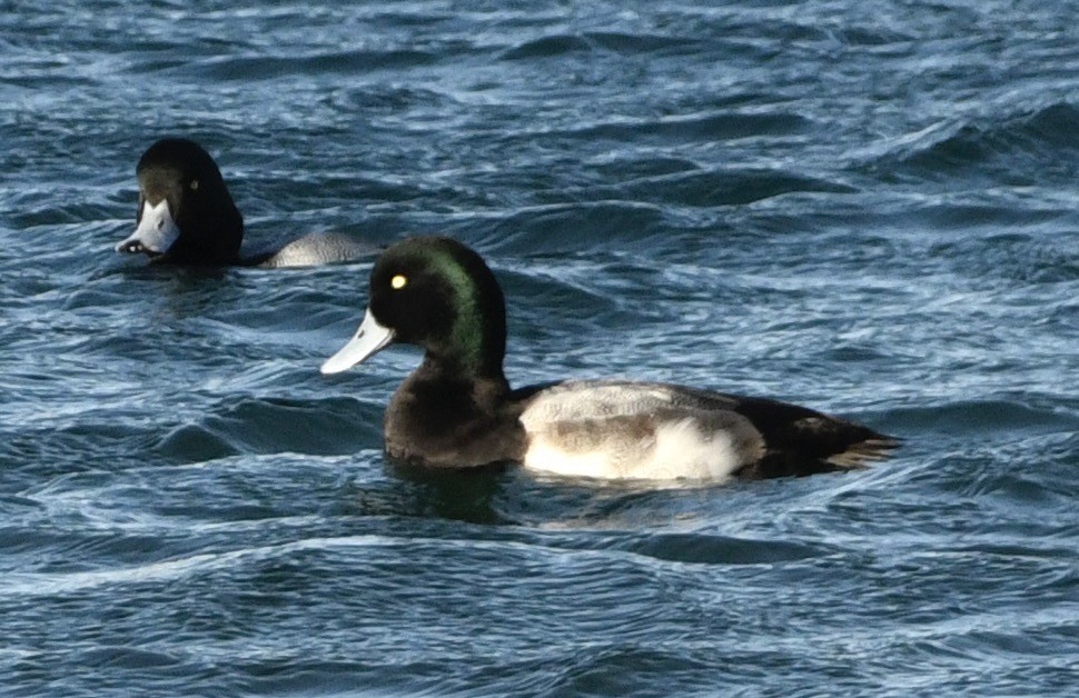 polák kaholka - ML646069268