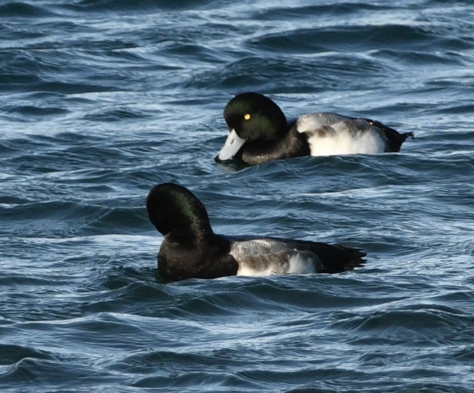 polák kaholka - ML646069269