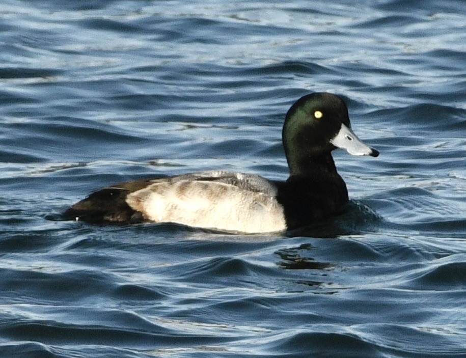 polák kaholka - ML646069270