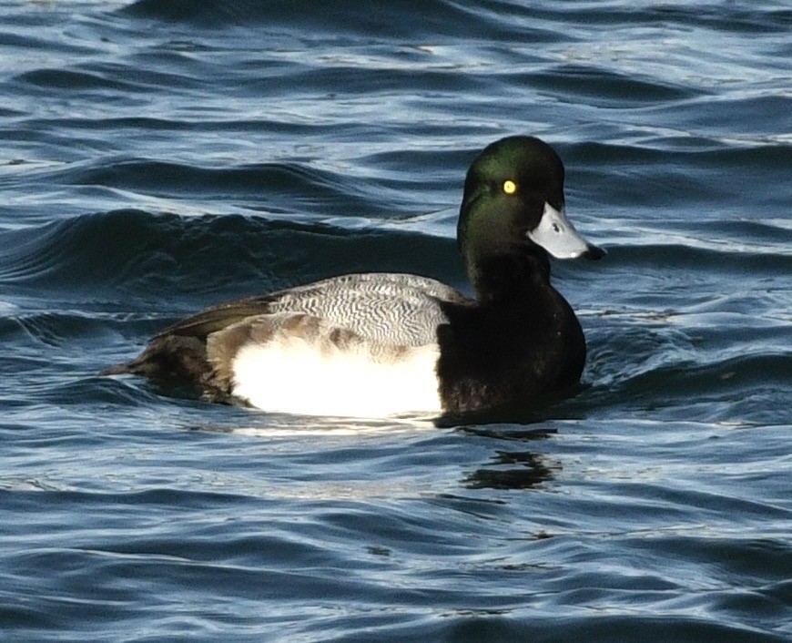 polák kaholka - ML646069271