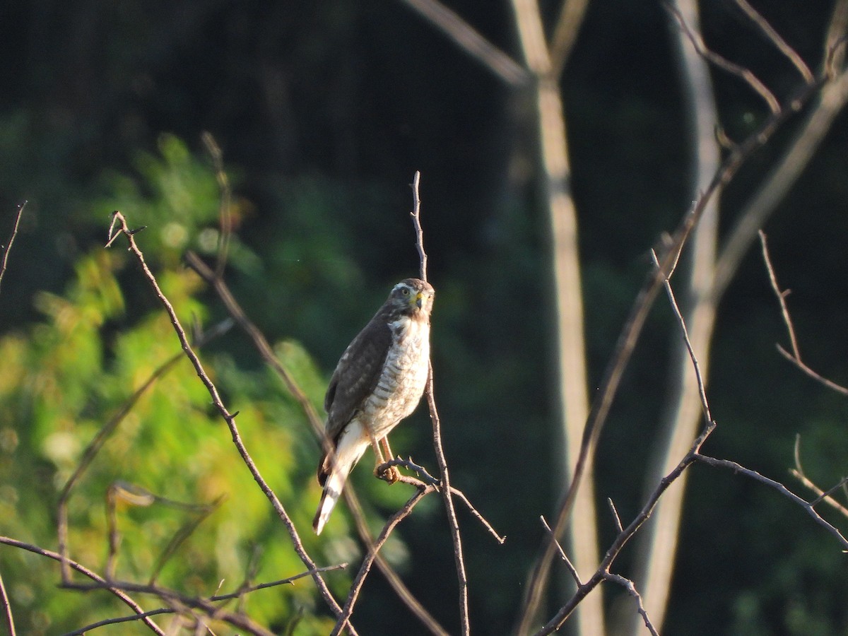 Roadside Hawk - ML646069275