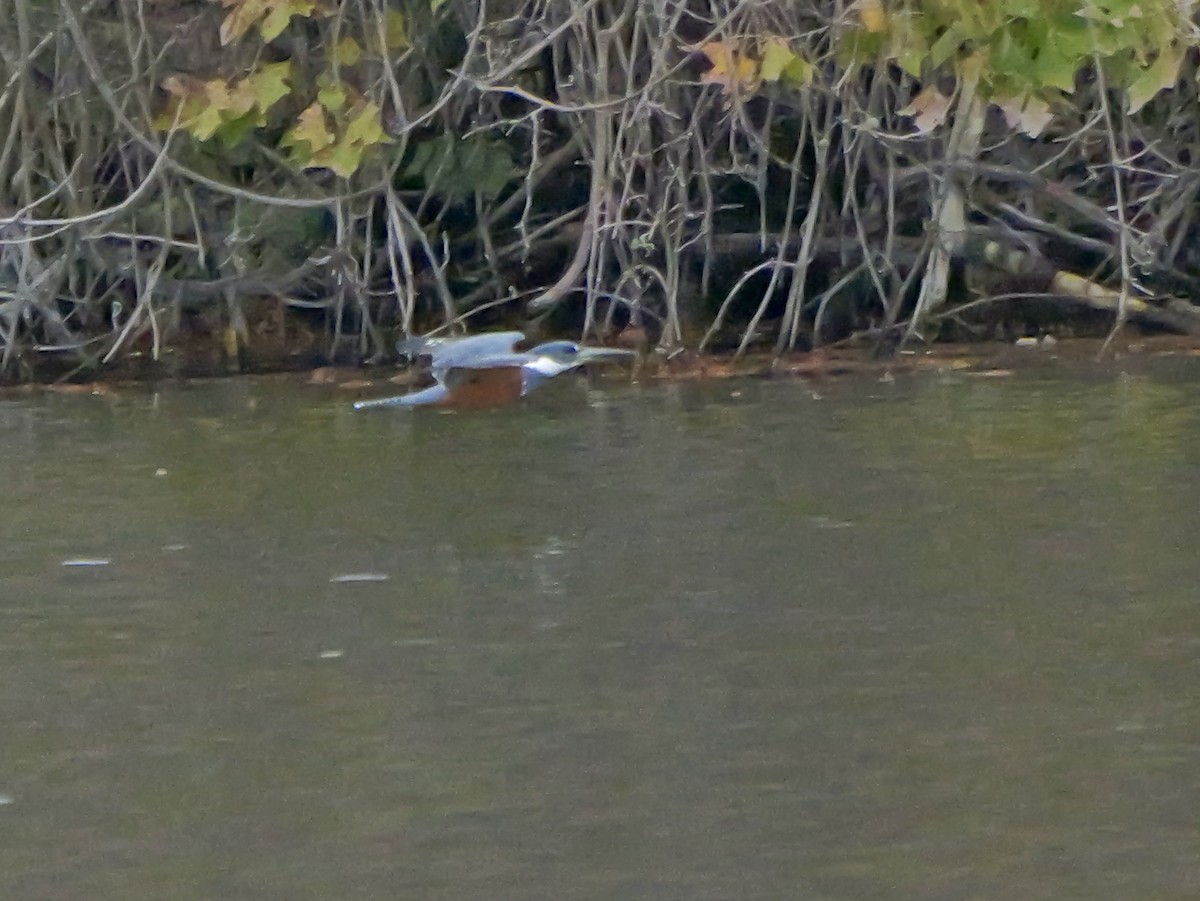 クビワヤマセミ - ML646069299