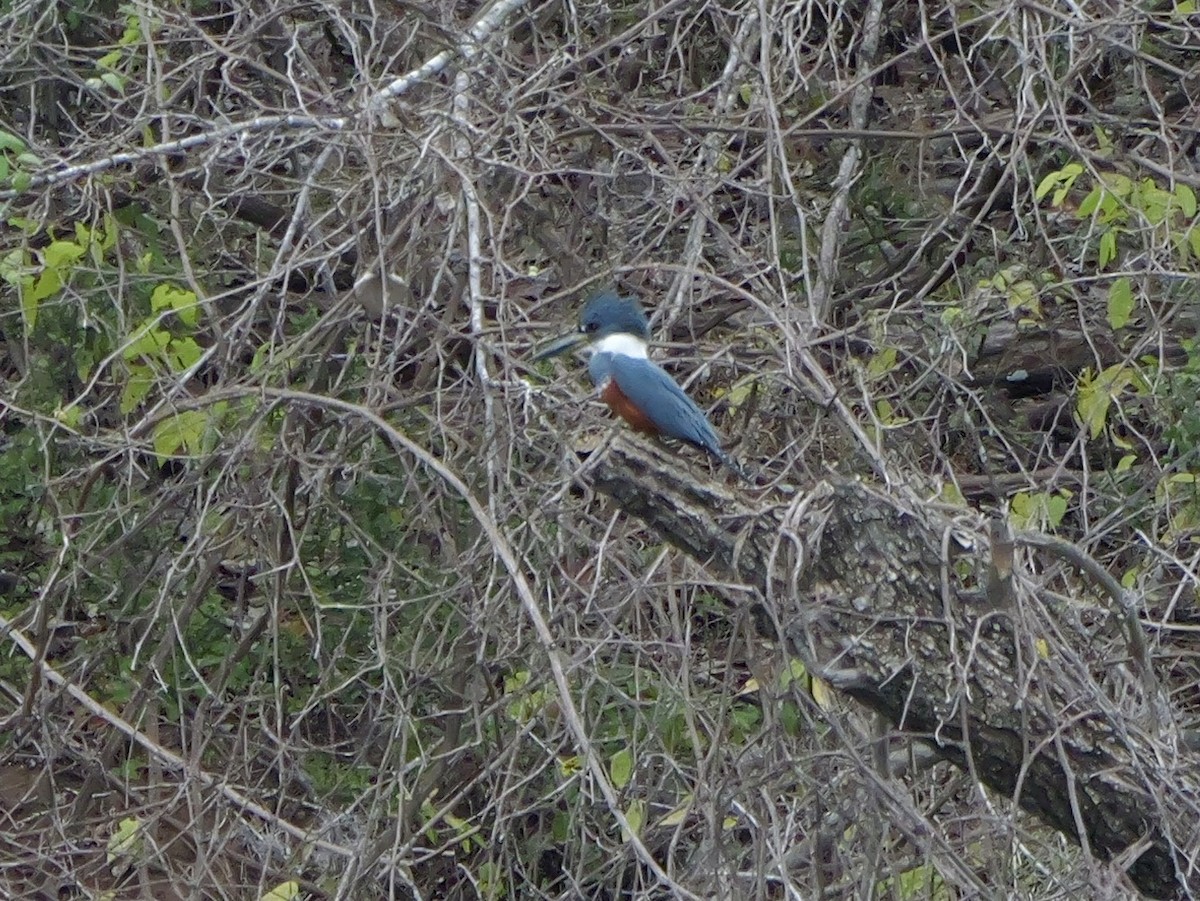 クビワヤマセミ - ML646069300