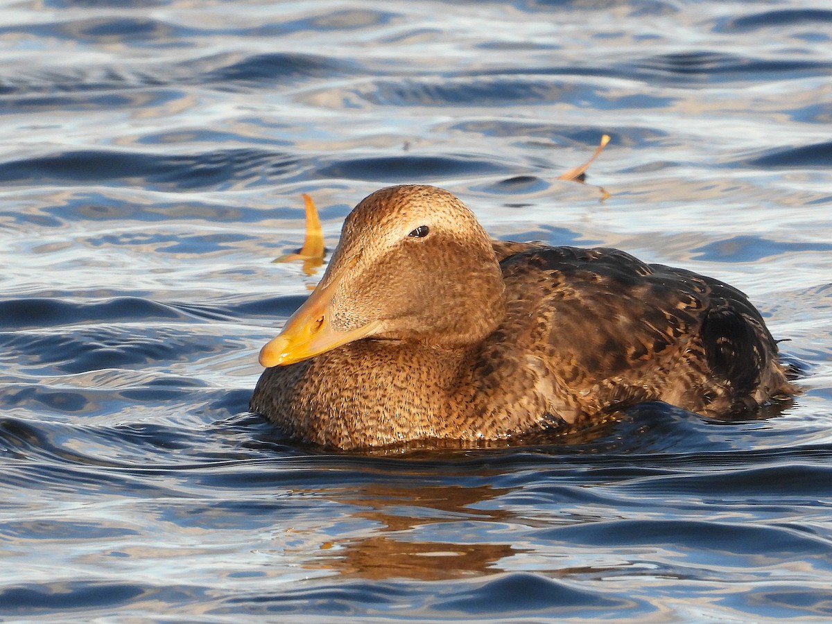 Common Eider - ML646069307