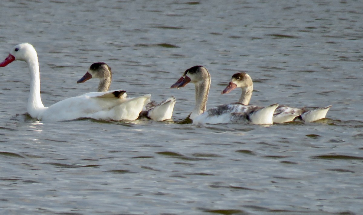 Coscoroba Swan - ML646069310