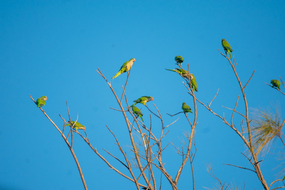 Monk Parakeet - ML646069311