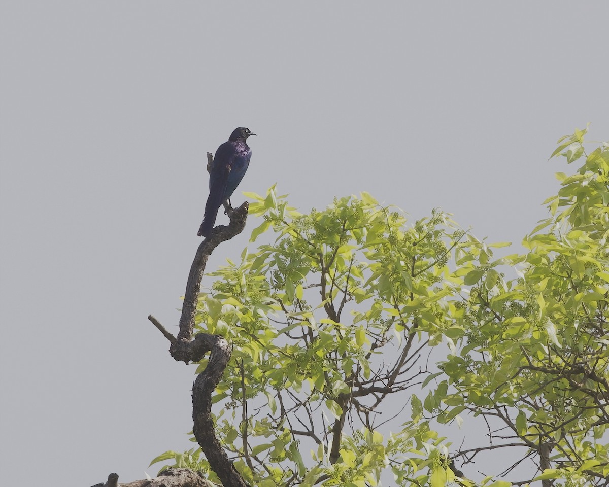 leskoptev proužkoocasá - ML646069313