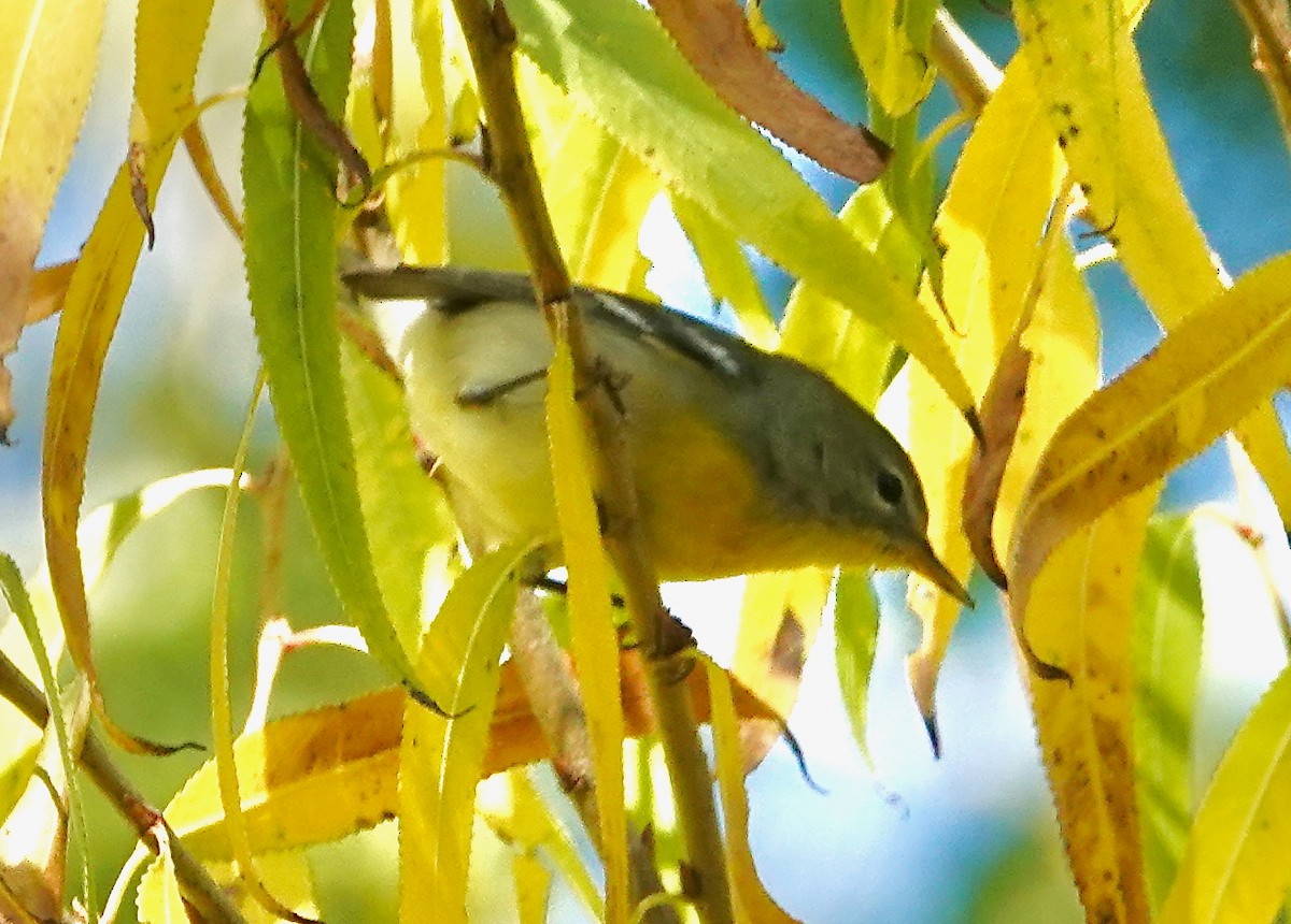 Northern Parula - ML646069318