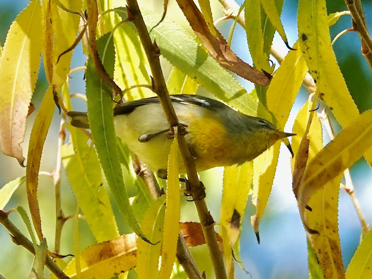 Northern Parula - ML646069319
