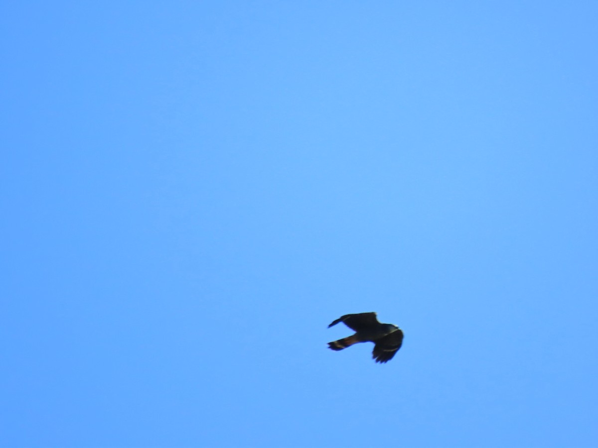 Crane Hawk - ML646069321