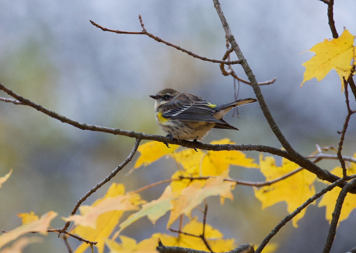 Yellow-rumped Warbler - ML646069325