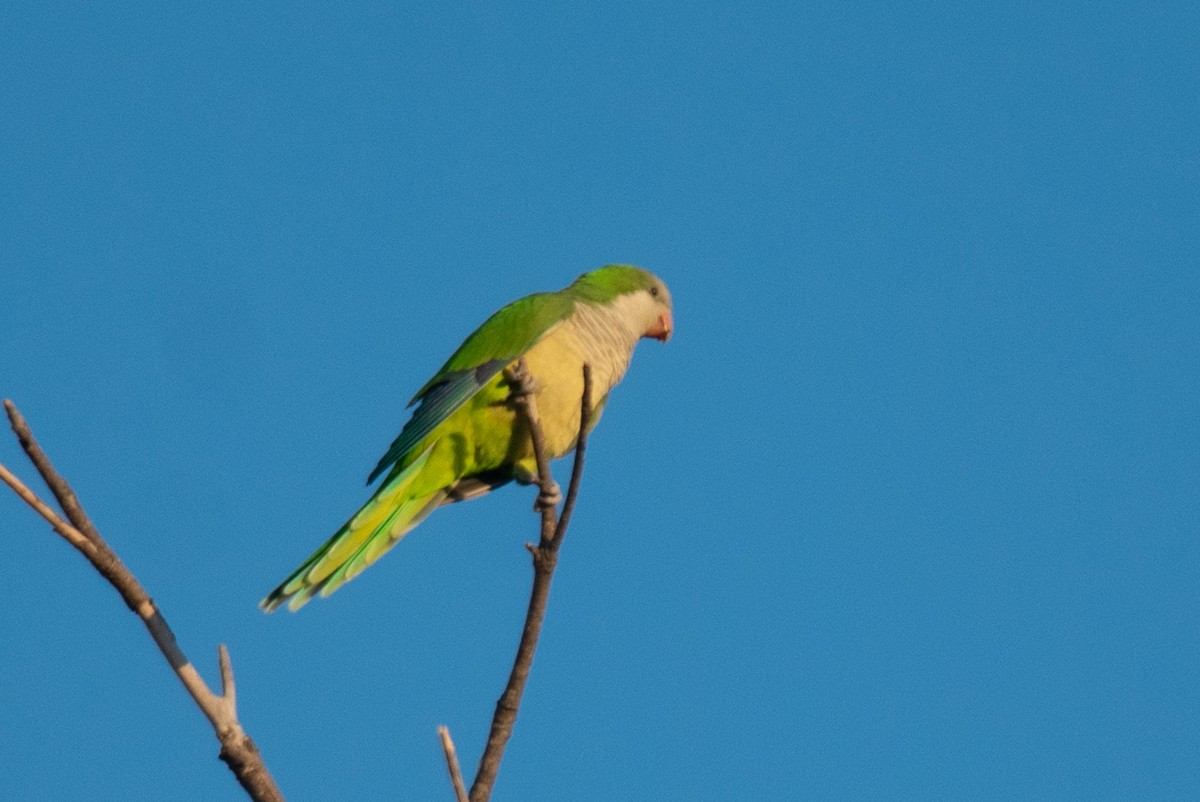 Monk Parakeet - ML646069327