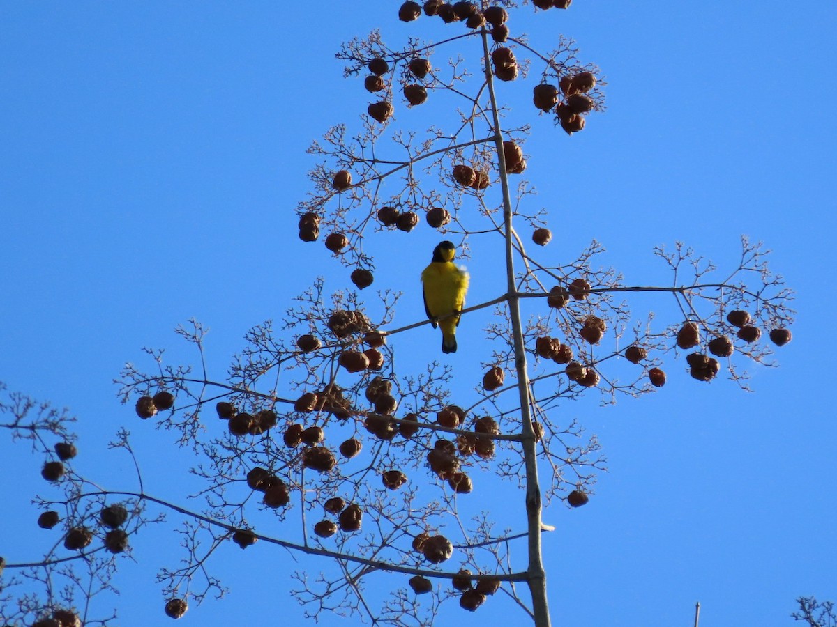 Scrub Euphonia - ML646069332