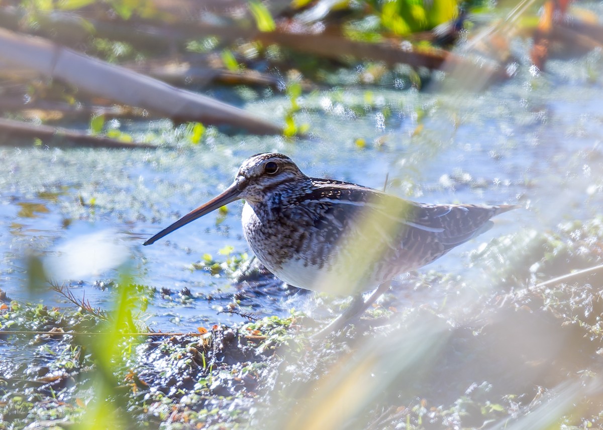 Wilson's Snipe - ML646069335