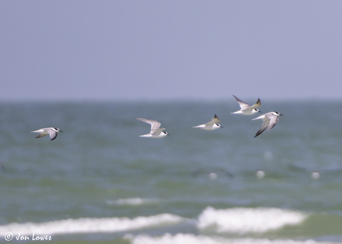 Hint Küçük Sumrusu - ML646069336