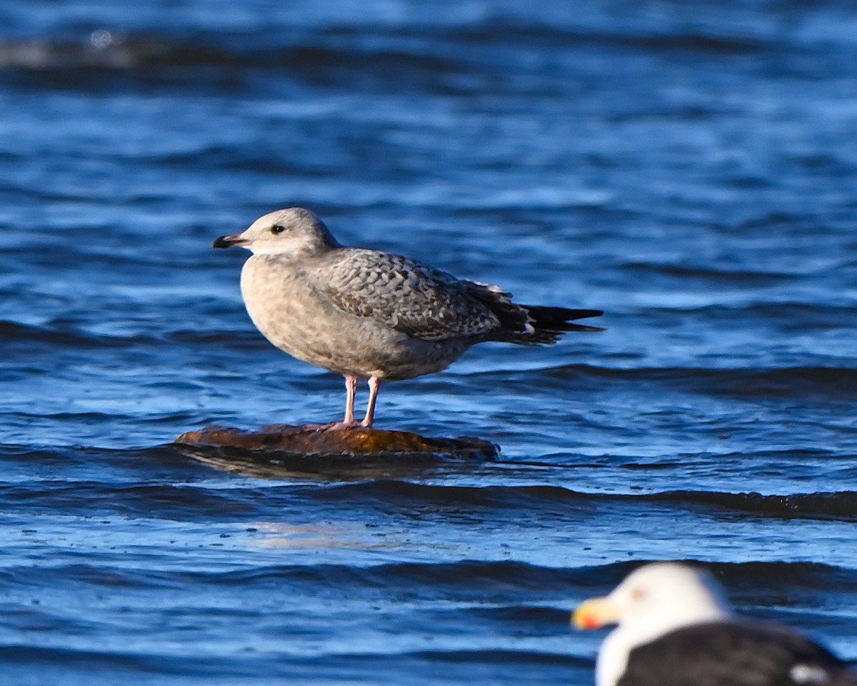 gull sp. - ML646069337