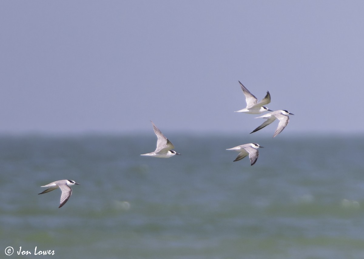 Hint Küçük Sumrusu - ML646069339