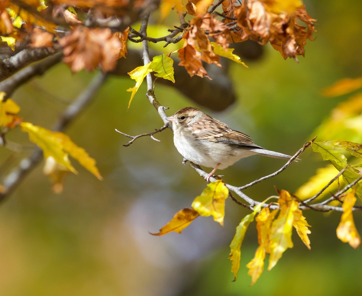 Chipping Sparrow - ML646069340