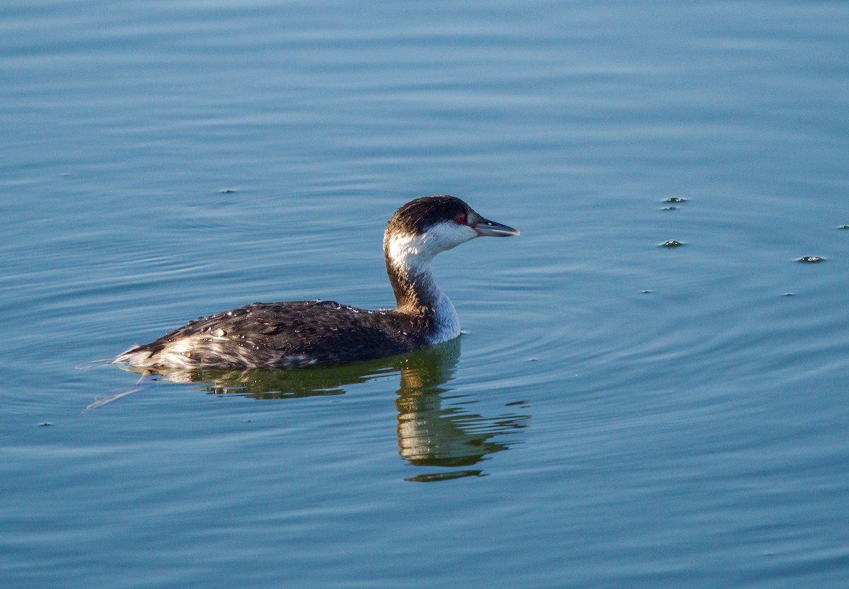 Horned Grebe - ML646069343