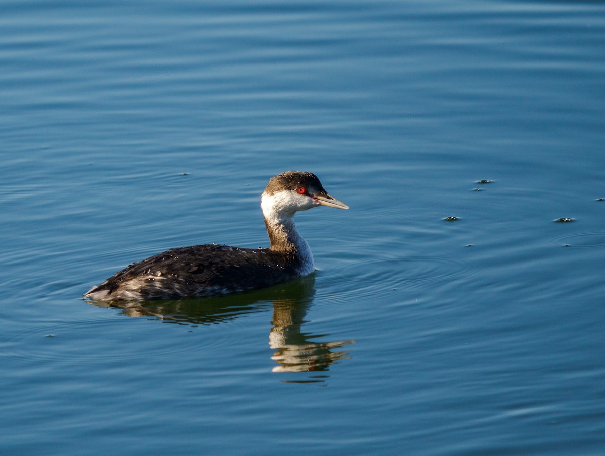 Horned Grebe - ML646069344