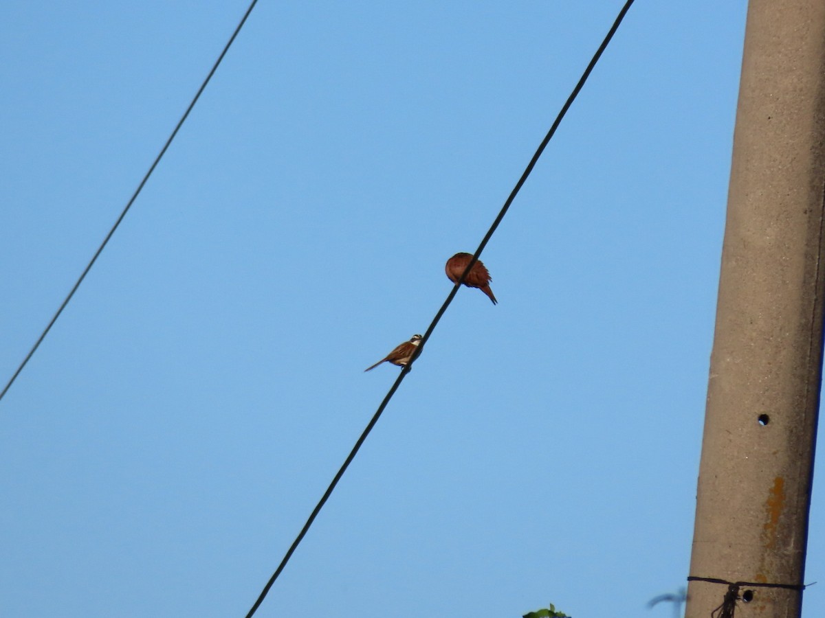 Stripe-headed Sparrow - ML646069345