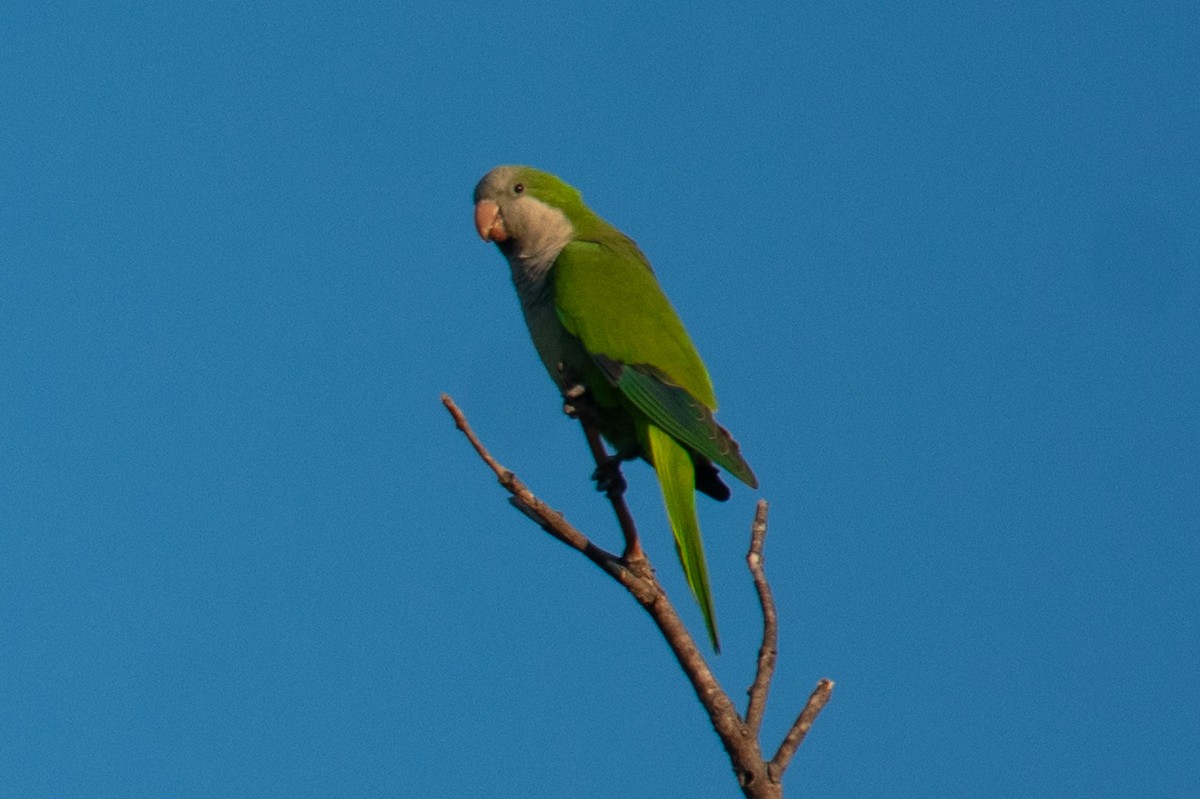 Monk Parakeet - ML646069346
