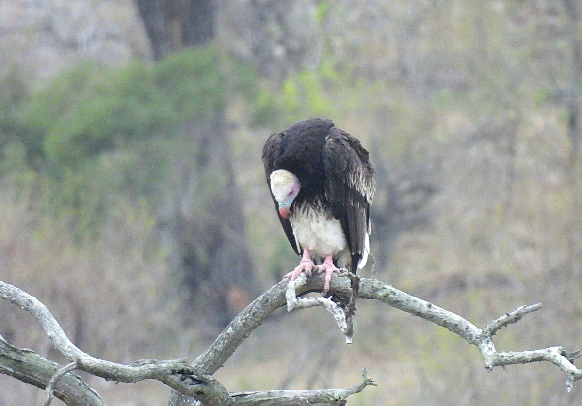 White-headed Vulture - ML646069348