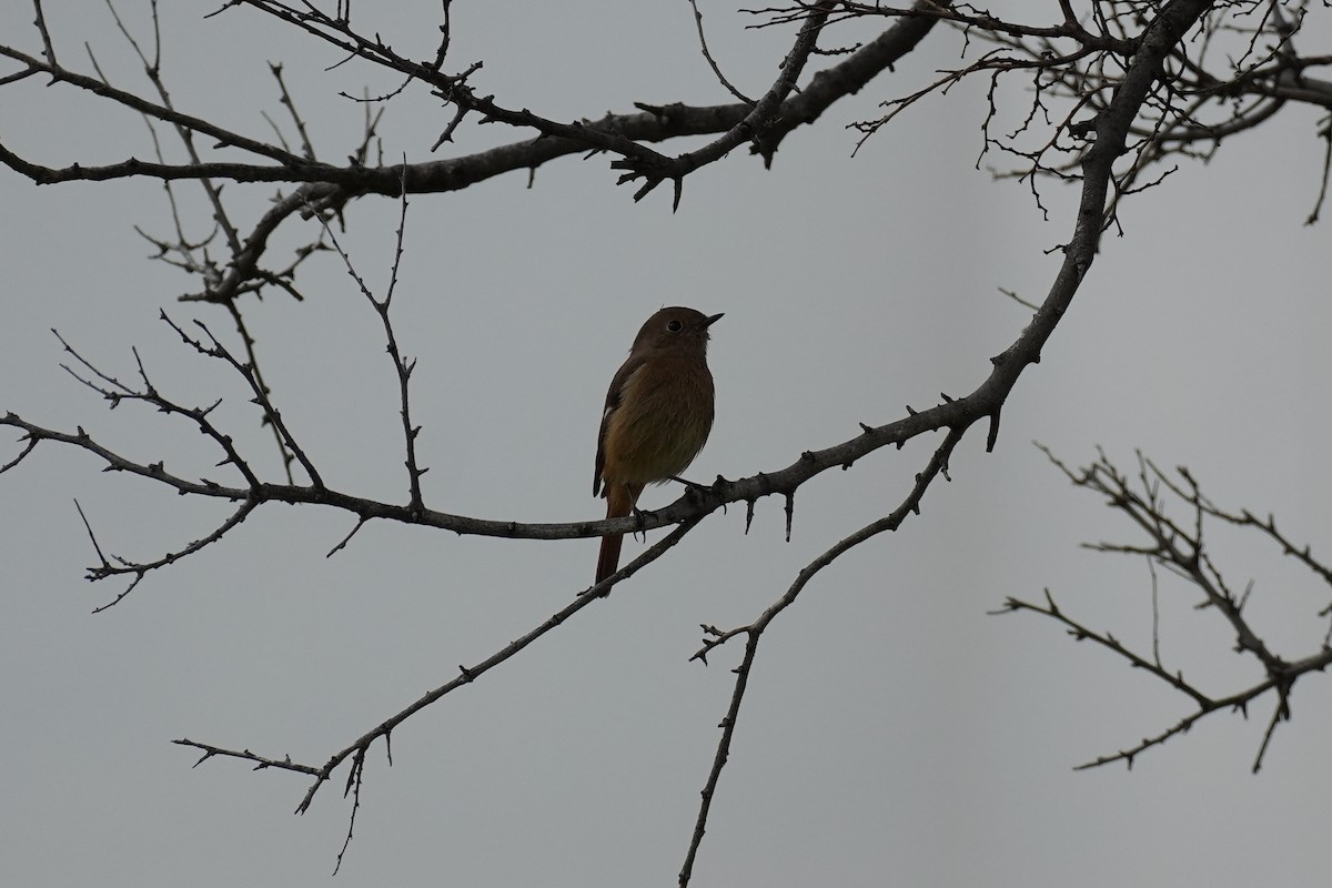 黃尾鴝 - ML646069351