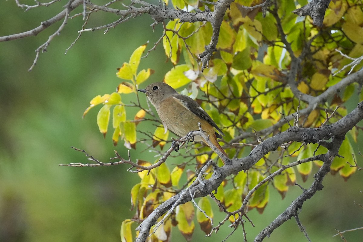黃尾鴝 - ML646069352