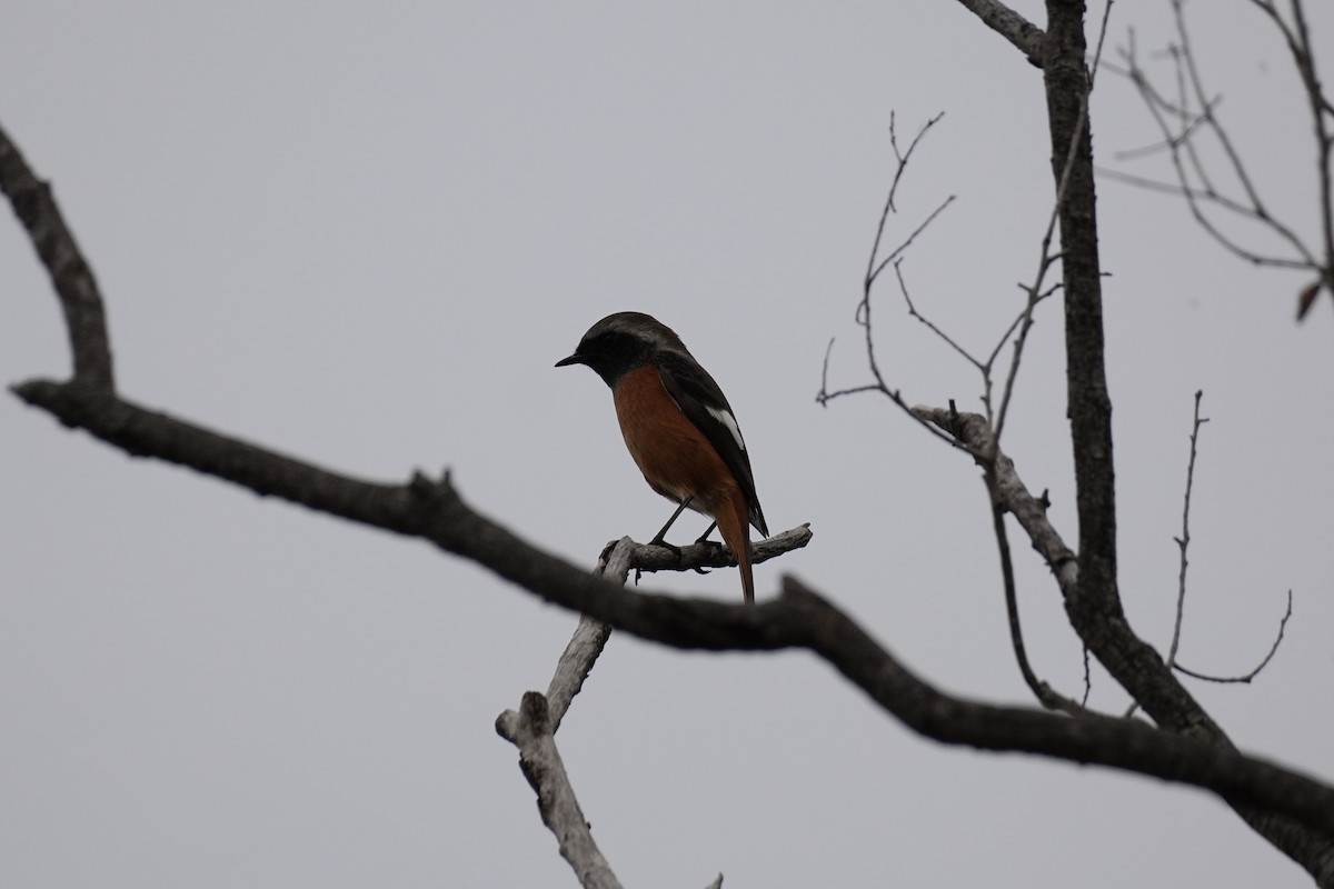 黃尾鴝 - ML646069353