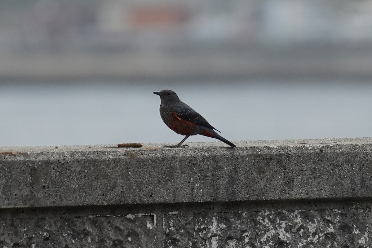 藍磯鶇 - ML646069360