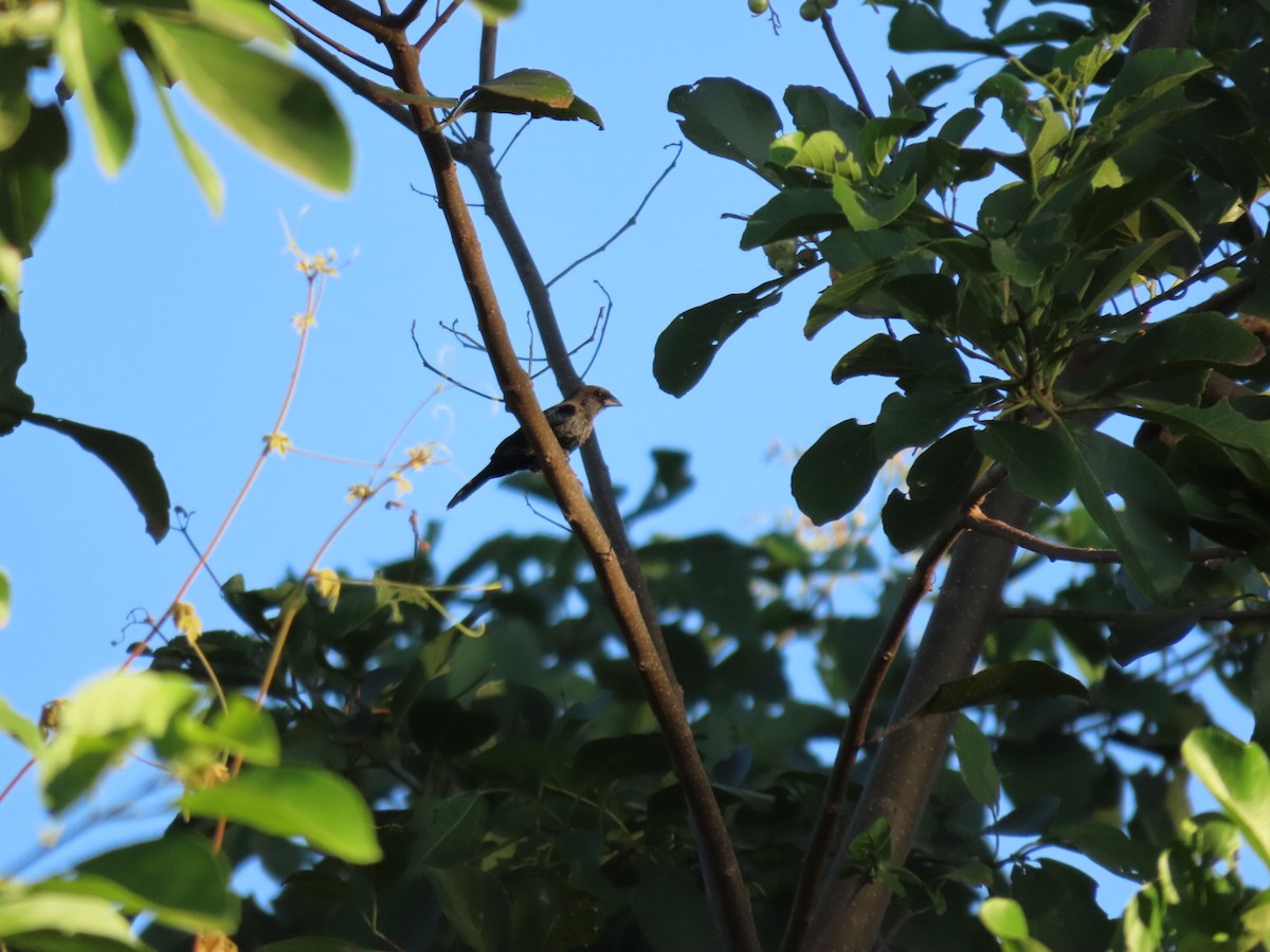 Blue-black Grassquit - ML646069361