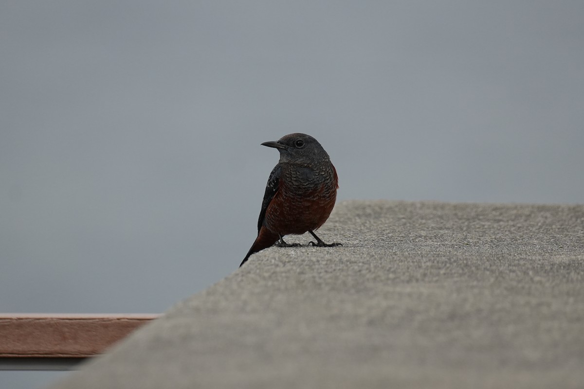 藍磯鶇 - ML646069362